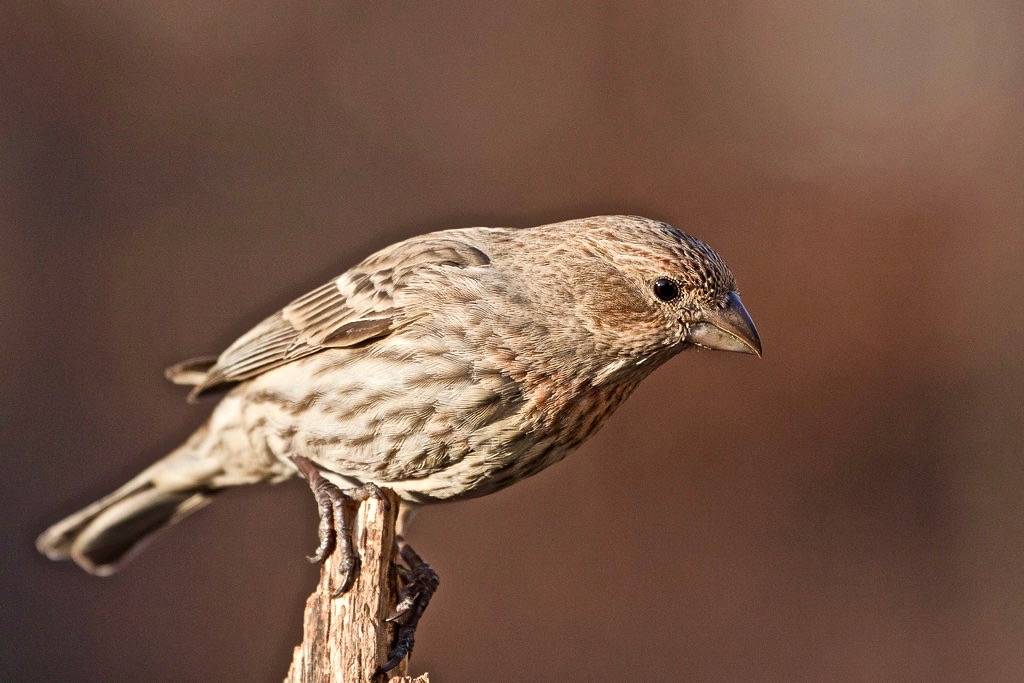 House Finch by Mike Carlo/USFWS Headquarters is licensed under CC BY 2.0